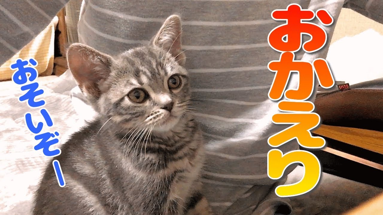 ご飯や 夜中の帰宅でも起きて待っててくれた生後２ヶ月のかわいい子猫 【スズ編 Past videos】