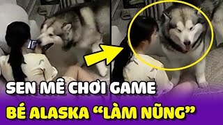 Bé Alaska LÀM NŨNG vì cô chủ suốt ngày chỉ LO CHƠI GAME 🤣 | Yêu Lu Official