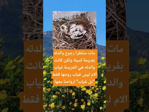 مات منتظرا رجوع والدته بفريسة ثمينة اكسبلور الله لايك ترند 100 اقنباسات تيك توك معلومات