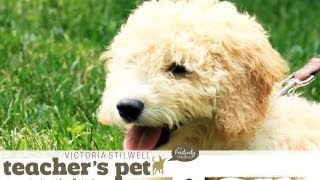 Socializing a Puppy 1: Meeting Other Pups | Teacher's Pet With Victoria Stilwell