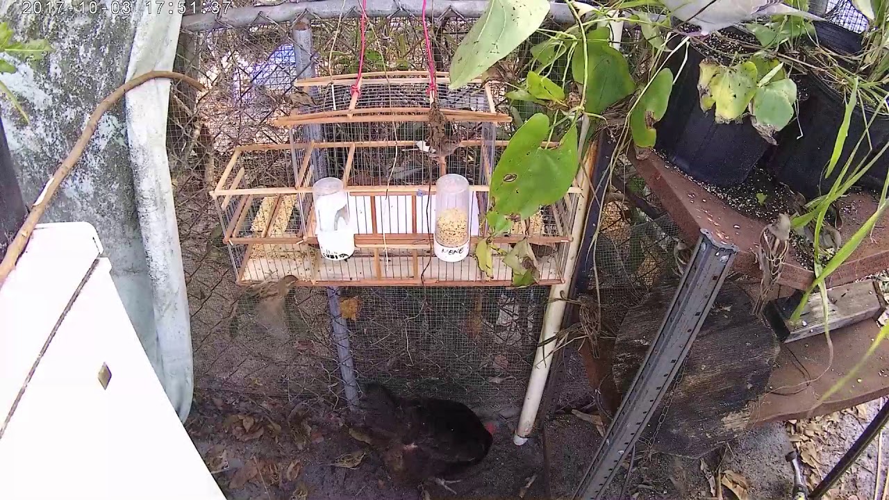 La mejor trampa de cazar multicaptura con señuelo, 5 aves en minutos