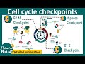 Cell Cycle Checkpoints: Mechanisms and Importance in Cell Division