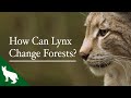 How Lynx Change Forests | Lynx UK Trust