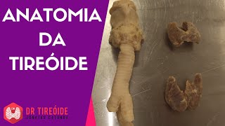 Anatomy of the thyroid - Class with plastinated anatomical parts of cadavers