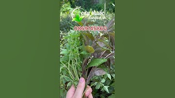 Bật Mí Bí Mật Ít Ai Ngờ Từ Cây Thuốc Dòi Trong Vườn Nhà