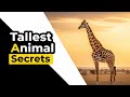 The Secret Life of Giraffes 🦒 | Africa’s Tallest Survivor (Full Documentary)