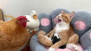 The hen and the duck suspected the kitten had stolen a baby rabbit. So cute and funny! So touching