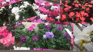 Onbiray çiçeği 🌺gala açelya antoryum renk renk çiçek fiyatları