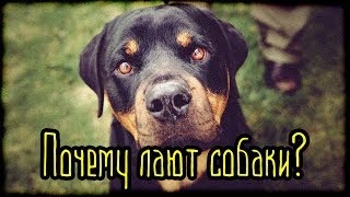 Почему лают собаки? (Страшная История) Почему лают собаки? (Страшная История)