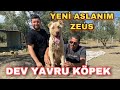 BİROL BAŞYİĞİTİN DOĞUM GÜNÜ HEDİYESİ | YENİ ÇOBAN KÖPEĞİM