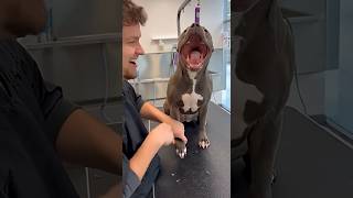 @dog react omg @