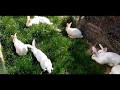 Hodowla królików #wybieg i informacje hodowlane