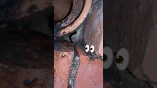 What is causing noises in the loft, l suspect rats but customer says mice. The answer reveals itself