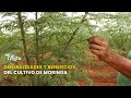 GENERALIDADES Y BENEFICIOS DEL CULTIVO DE MORINGA - TvAgro por Juan Gonzalo Angel