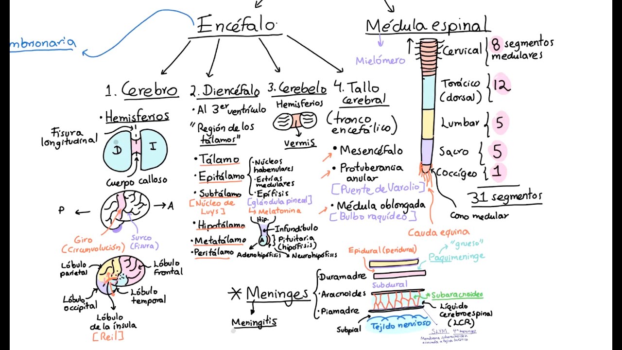 Neuroanatomía: Introducción. Clasificación y conceptos generales