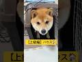【上級編】ハウス🏠#柴犬 #豆柴 #shibainu #犬 #犬のいる暮らし #shorts