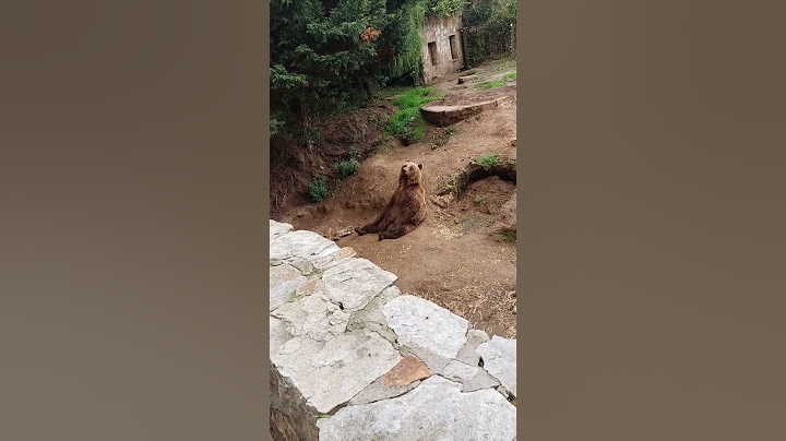 Медведь #bear #animals #nature #naturelovers #naturaleza