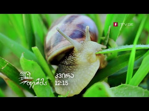 „ფერმა“ - პირველ დეკემბერს, 12:15