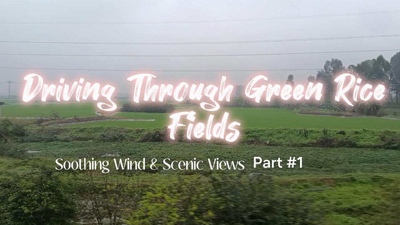 Yuotube Rice Field Driving Through Green Rice Fields | Soothing Wind & Scenic Views #1 ...