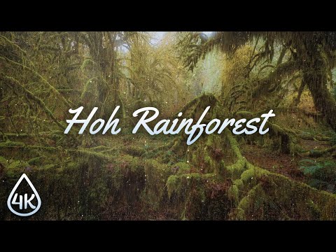 4K Rainy Day at Hoh Rainforest - Calming Sound of a Downpour for Good Sleep & Stress Relief
