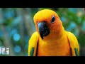 Breathtaking Birds 🐦 Amazing Nature Scenery & The Best Relax Music