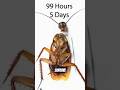 Why Cockroaches Might Inherit the Earth 🌍🪳