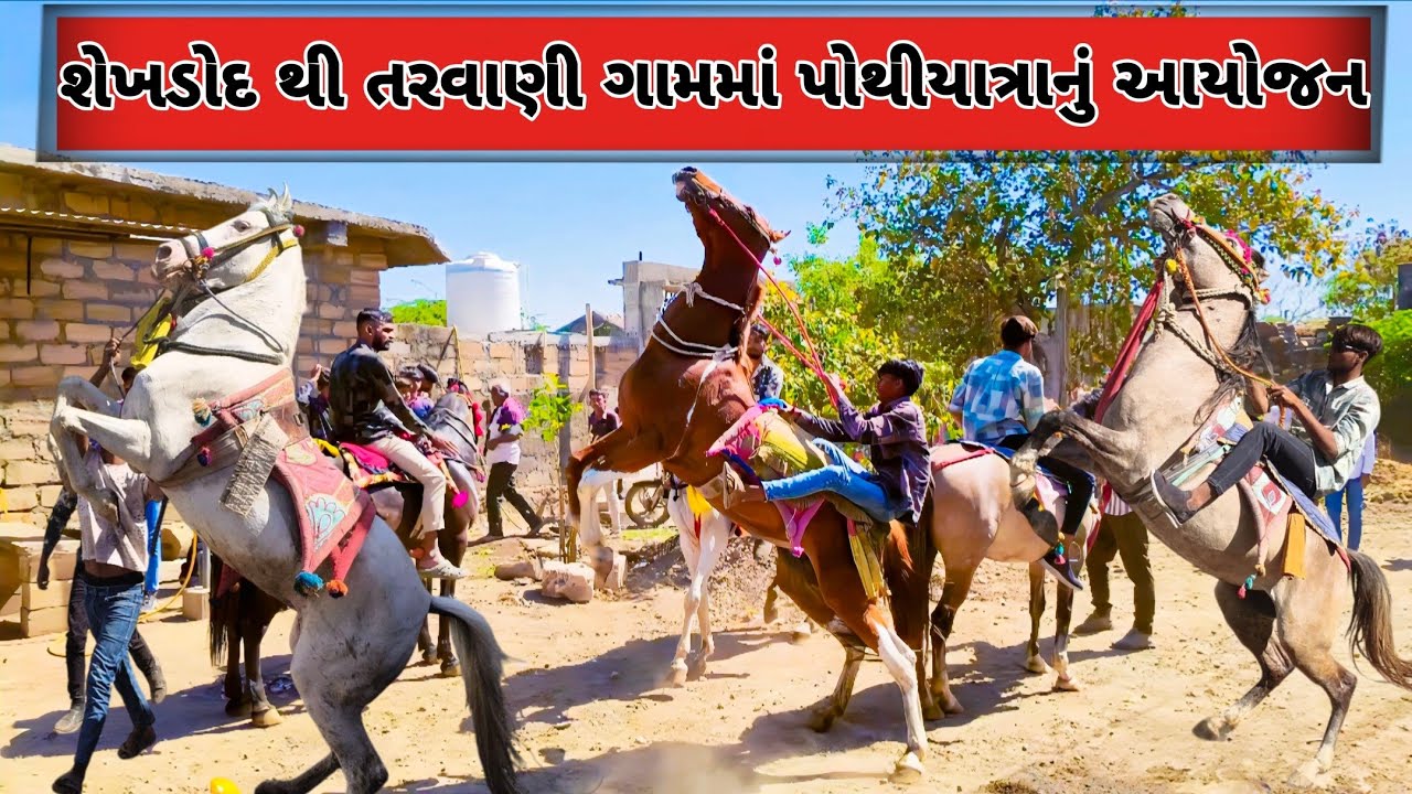 શેખડોદ થી તરવાણી ગામમાં પોથીયાત્રાનું આયોજન |ફુલેકું|તોરણ|HORSE|YATRA|ASHW PREMI DAYRO|HORSE VLOG|
