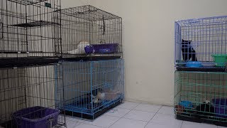 Pemilihan Kandang Kucing