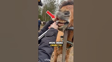 Cleaning Horse Teeth 🤯