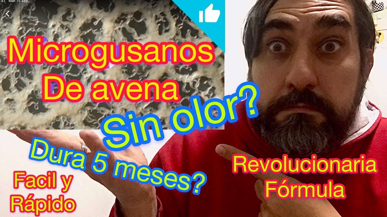 cómo hacer la mejor cepa de microgusano de avena! POTENCIADA Bettaclub Argentina