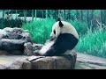 Sheng Yi (Back from Zoo Negara Malaysia) Bath Time🛁 | Waktu Mandi Sheng Yi 🐼