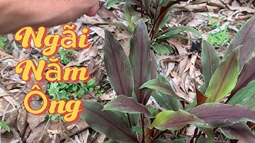 Cây Ngãi Năm Ông -Dược Liệu Quý Cho Ung Thư Và Bệnh Trĩ