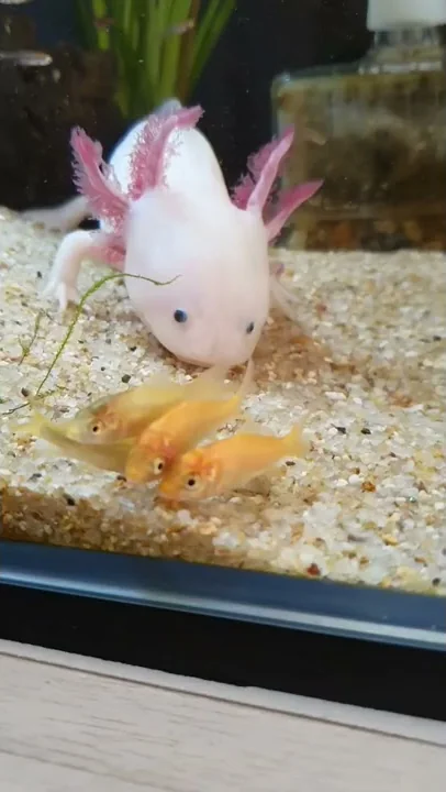 ウーパールーパー 鳴き声