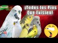 ¿Sabes Cuántos Periquitos Pios Existen?  🤔 Aquí te lo digo 😱