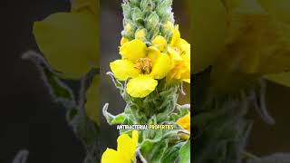 Mullein: Nature’s Asthma Remedy #mullein #medicinalgarden #medicinalherbs screenshot 2