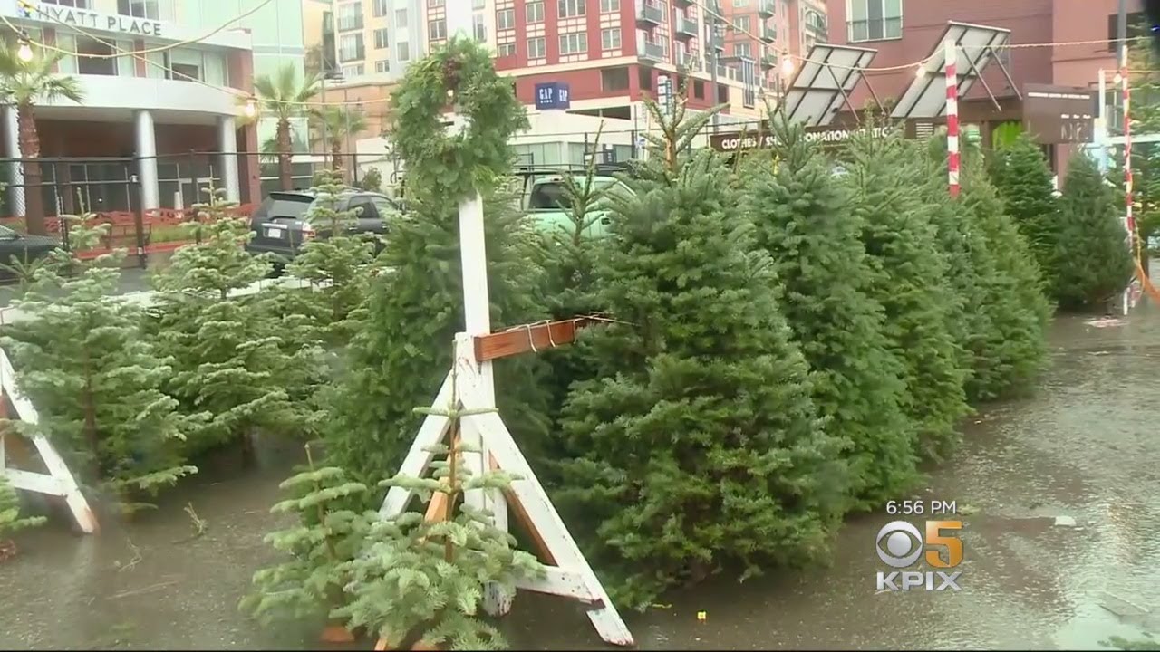 Fresh, Green Christmas Trees Carry a Steep Price Tag at Bay Area Lots