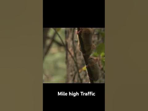 Rodent family - YouTube