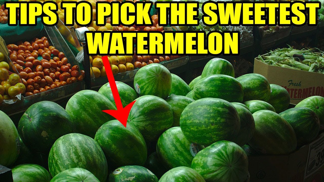 Watermelon selection tips | How to pick sweetest Watermelon | Tips to pick good Watermelon