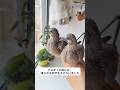 カノコバトの巣作りをそっとお手伝い #動物 #鳥 #野鳥保護 #カノコバト #自然