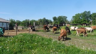 Dairy cows see pasture for the first time!  #cow #farmlife