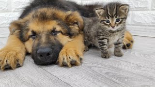 Unexpected Friendship: German Shepherd Puppy Rests with Kittens by Funny Pets 4,151 views 9 months ago 1 minute, 35 seconds