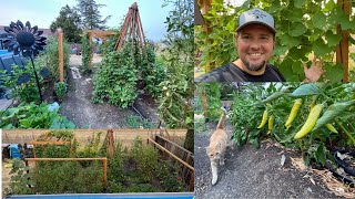Starting a Garden from Scratch Episode 9: Garden Update/HUGE GROWTH!