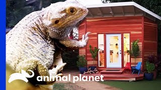 Ike and Tina The Bearded Dragons Get A Stunning Clubhouse | Animal Cribs