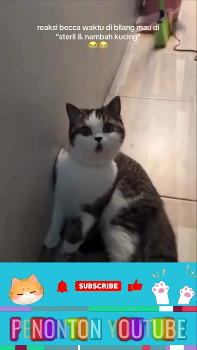 So funny, guys! ❗Look at this cat's reaction when its owner tries to buy a new cat 😂