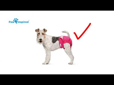 how-to-fit-your-dog-for-washable-dog-diapers-&-male-wraps-?