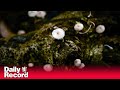 Scottish company harnesses fungi ‘superpowers’ to restore forests around world