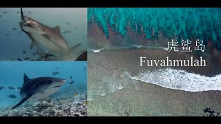 馬爾代夫虎鯊島潛水之旅，A full diving video guide of Fuvahmulah, Maldives