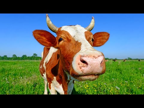 Николай Дроздов рассказывает о коровах 🐮