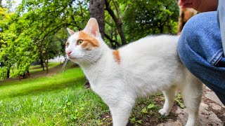 As I was walking through the park, a cat came running up to me and looked like a dog.