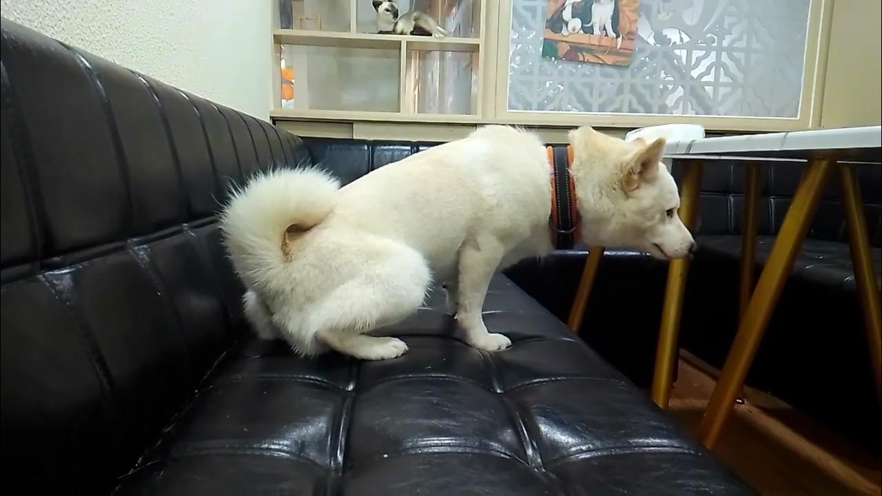 Oh my God the naughty dog peed on sofa because he didn't receive a gift